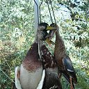 ���� �����, ������������ - ��������� 24 ���� 2017 � ������ ���� ����������