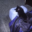 Pozor! Policie voruet! (!   !).    