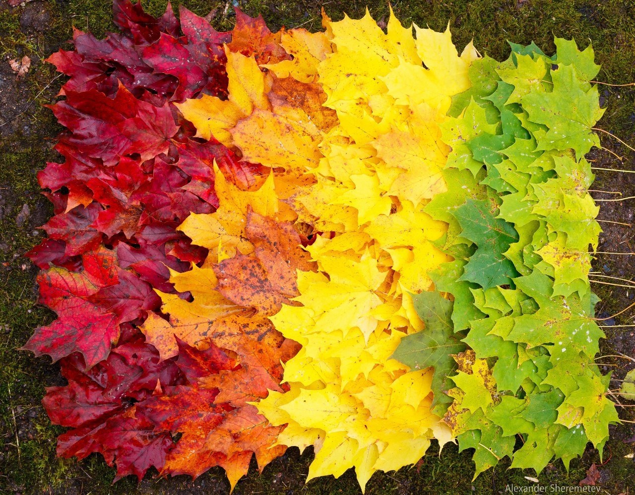 Разноцветный лист клена. Разноцветные листья. Разноцветные осенние листья. Цвета осенних листьев. Цвет осенней листвы.