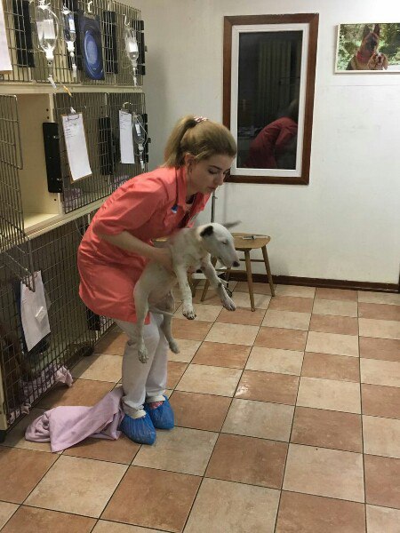 Всем привет! Выкуплен щенок из этого поста https://fotostrana.ru/away?to=/sl/H0V1 Как - это целая эпопея ... - 2