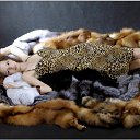 ���� Free, ���������, 49 ��� - ��������� 26 ���� 2017 � ������ ������ ��������