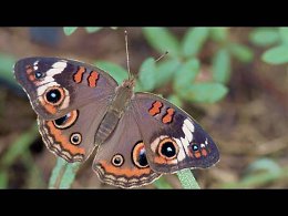 ����������� ��������. ������� .