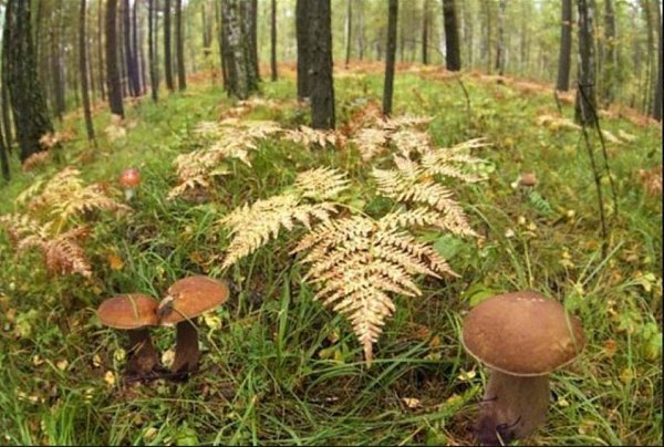 Это действительно Красота).Продолжение ниже... ЖМИ#природа #грибы #осень #лес - 2