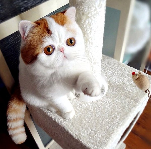 Даже самая маленькая кошка — это произведение искусства. Леонардо да Винчи
