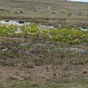  , , 36  -  3  2017    ( 2017)