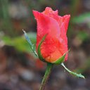  , , 60  -  24  2017   ,&quot;   ..&quot; ,22.10.17