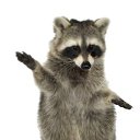 ���� ��������� ������������, ������, 25 ��� - ��������� 24 ��� 2017