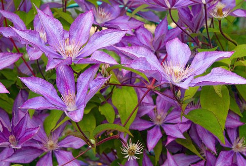  ,       .(Clematis)  ...