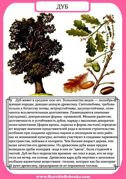 Строение Дерева. Листья Деревьев. Знакомим детей с названиями деревьев. Запоминаем как выглядят ... - 8