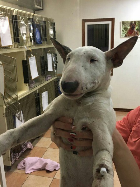 Всем привет! Выкуплен щенок из этого поста https://fotostrana.ru/away?to=/sl/H0V1 Как - это целая эпопея ...