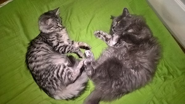 #Безкота_Добро.Мои любимцы дворянской породы))) Кошечка похорошела за четыре месяца домашней жизни ...