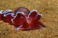 Морские слизни, доказывающие, что инопланетяне живут среди нас!!!! - 3