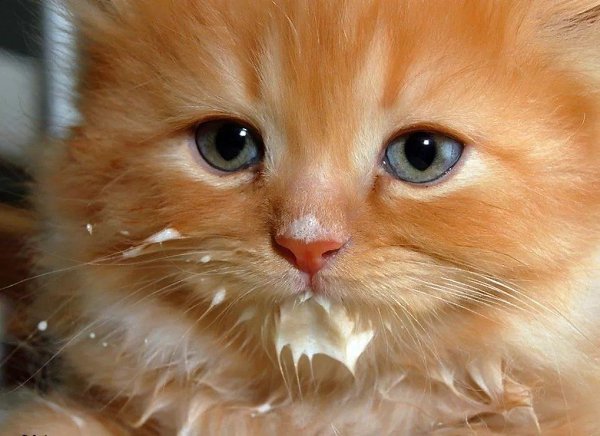 - Вкусно? - Вкусно... - А не стыдно? - Стыдно, но очень вкусно.