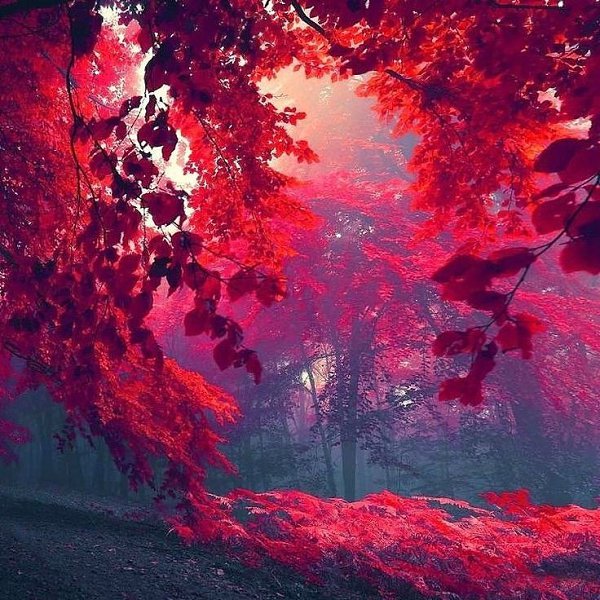 Укуталась природа.В бордовый плед…Вне конкурса и моды…Её прекрасней нет…И я иду с улыбкойПо тропкам ... - 2