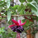  , , 60  -  30  2017   , 2017