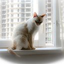 ���� Lena, ������ - ��������� 3 ������� 2017 � ������ ������ ��������