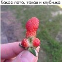  , , 53  -  4  2017    