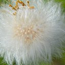 ���� ���������, ���� - ��������� 17 ��� 2017 � ������ ���� ������ ����� ������