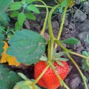 ���� ��������, ������� - ��������� 21 ��� 2017 � ������ ������..�