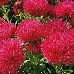 �������, ������-��-����, 76 ���