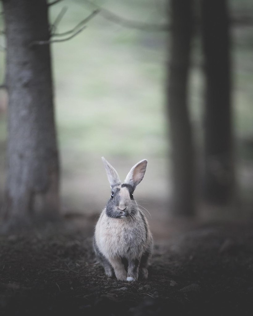 Animals of Iceland - 3