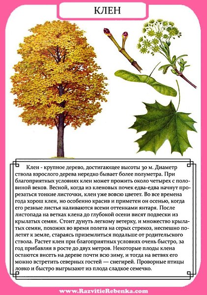 Строение Дерева. Листья Деревьев. Знакомим детей с названиями деревьев. Запоминаем как выглядят ... - 6