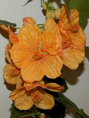 ��������, ��������� ���.���� �Kirsche Orange�