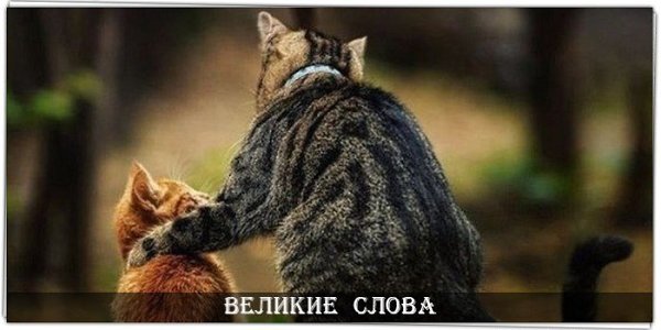 Дружбу не планируют, про любовь не кричат, правду не доказывают. © Фридрих Ницше