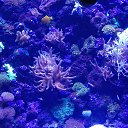  , , 43  -  4  2017     !!!