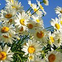 ���� ������..)), ������, 52 ���� - ��������� 3 ���� 2017 � ������ ���� ����������