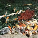  , , 43  -  4  2017     !!!