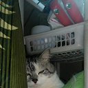 ���� �������, ���������, 60 ��� - ��������� 4 �������� 2017