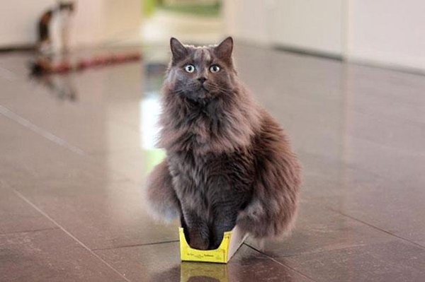 Доказательство того, что коты не совсем трезво оценивают свои размеры :) - 5