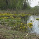  , , 36  -  3  2017    ( 2017)