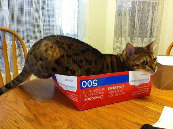 Доказательство того, что коты не совсем трезво оценивают свои размеры :) - 7