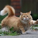 ���� ������ ))), �����-��������� - ��������� 27 ���� 2017 � ������ ���� ����������