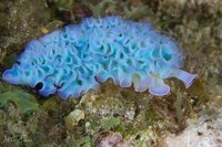 Морские слизни, доказывающие, что инопланетяне живут среди нас!!!! - 2