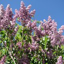 ���� ���, ����������� - ��������� 22 ��� 2017 � ������ ������ 2017�