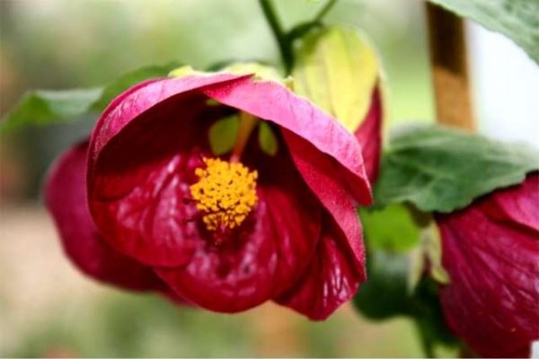 ��������, ��������� ���.���� �Brombeere�