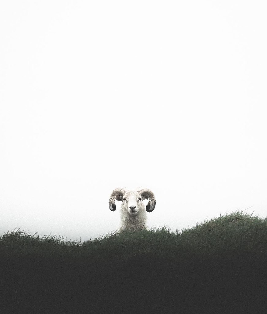 Animals of Iceland - 2