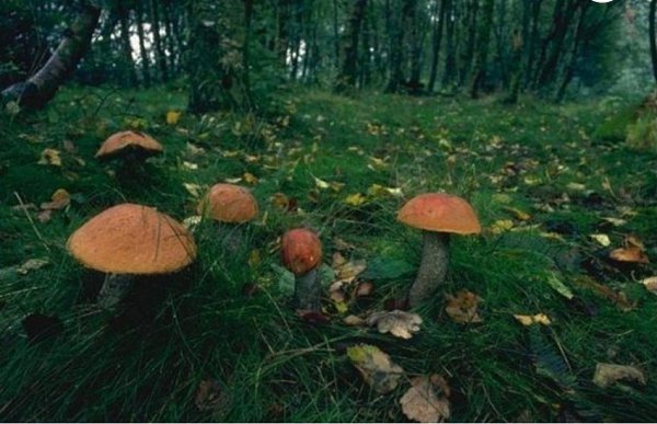 Это действительно Красота).Продолжение ниже... ЖМИ#природа #грибы #осень #лес - 3