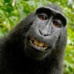 ������, �����������