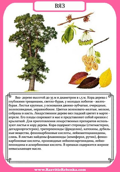 Строение Дерева. Листья Деревьев. Знакомим детей с названиями деревьев. Запоминаем как выглядят ... - 4