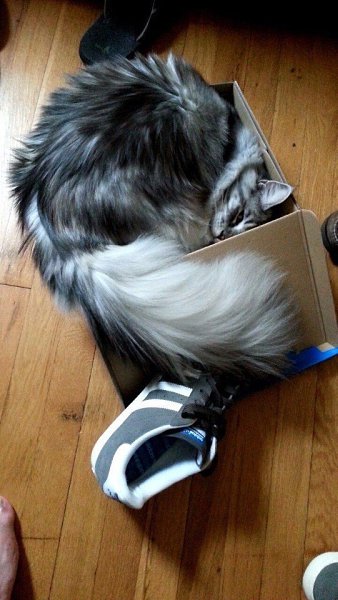 Доказательство того, что коты не совсем трезво оценивают свои размеры :)