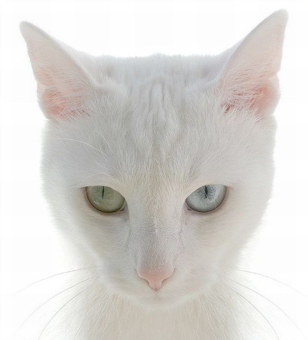   -    , .         ...