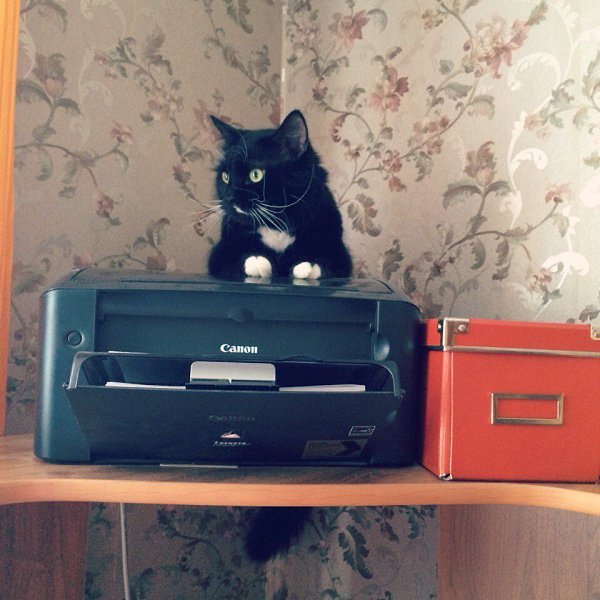#Безкота_добро.Мой огородный найденыш. 5 лет назад мы нашли с ним друг друга. Как сейчас, помню тот ...