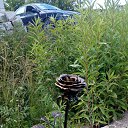 ���� ������, ����������, 41 ��� - ��������� 14 ������� 2017 � ������ ���� ����������