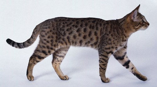 ПОРОДЫ КОШЕК, КОТОРЫЕ ПОДОЙДУТ ДЛЯ СЕМЬИ.Калифорнийский спенгледКалифорнийский спенглед ...