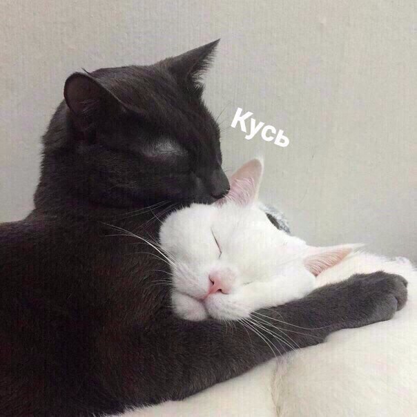   ,     :) - 2