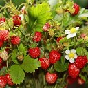 ���� �������, �����������, 61 ��� - ��������� 16 ���� 2017 � ������ ������ ��������